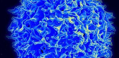 Т-клеточная сигнатура отличает иммунитет к COVID-19 от других респираторных инфекций