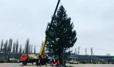 В Грязях установили 19-метровую елку (видео)