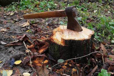 Белгородцу грозит до четырех лет лишения свободы за спиленные деревья