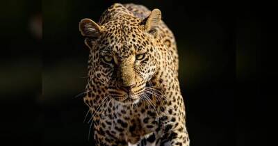 Мати пробігла кілометр за леопардом, який викрав її сина, і відбила дитину голіруч