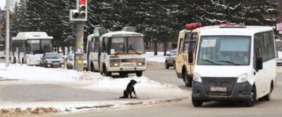 В Уфе после жалоб горожан появится новый автобусный маршрут «Сосны» – улица Галле