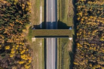 Первый экодук на трассе М1 в Смоленской области появится в 2022 году