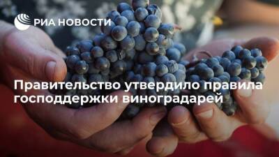 Правительство утвердило правила господдержки виноградарей в рамках федерального проекта
