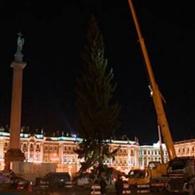 Главную новогоднюю ель Санкт-Петербурга доставили на Дворцовую площадь