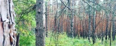 В Ростове ради строительства дороги вырубят деревья в Кумженской роще