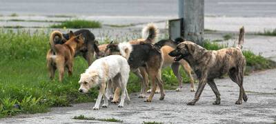 Городам и районам Карелии выделено более 20,8 миллиона рублей на обращение с бесхозными животными