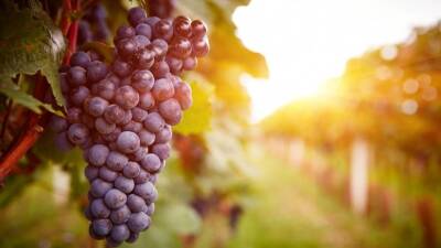 В России утвердили правила господдержки виноградарей