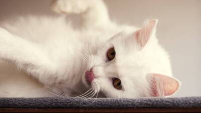 Ученые Ливерпульского университета обнаружили черты психопатии у домашних кошек