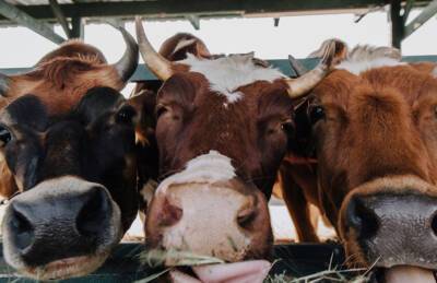 Лишь 18% производителей мясо-молочной продукции следят за выбросами метана