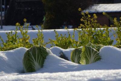 Зачем опытные дачники закидывают снег в теплицу зимой: хитрость, которой пользуются
