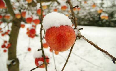 Что делать дачнику, чтобы яблоню не погрызли мыши зимой: 3 способа защитить дерево