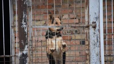 В Пензе в приют для бездомных животных пришли с проверкой - penzainform.ru - Пенза