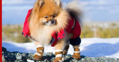 Песок, соль и реагенты: как защитить собачьи лапы зимой