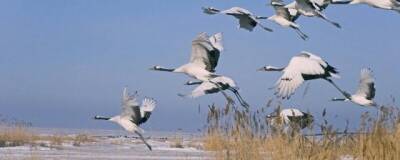 Более бледное оперение мигрирующих птиц защищает их от перегрева