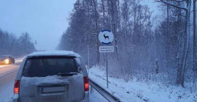 На дорогах Латвии появились особые знаки с изображениями животных