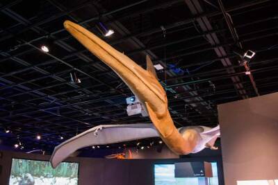 Кетцалькоатля ученые признали самым большим летающим существом в истории