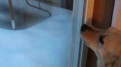 Щенок хотел поиграть в снегу, но после очень быстро передумал – смешное видео!
