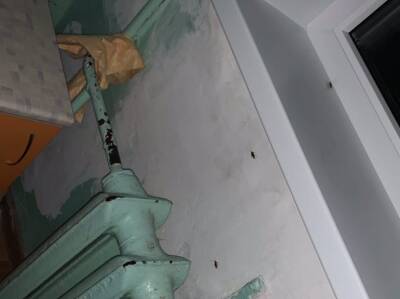 Нижегородскую детскую больницу на Ванеева обработают от тараканов в конце декабря