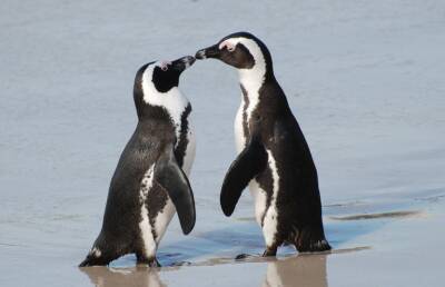 Пингвины делают предложение своей половинке, также как люди. Посмотрите, какие милашки!