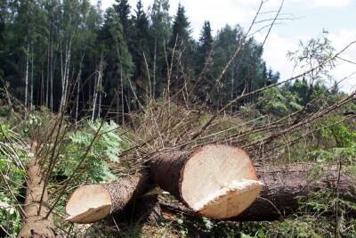Японцы приобрели право на вырубку миллионов гектаров российского леса