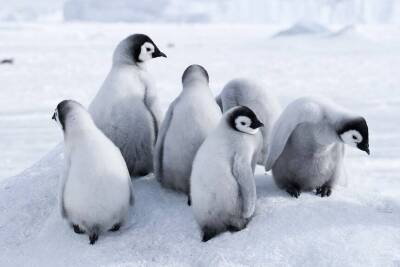 Милые и смешные: где в мире можно посмотреть на пингвинов