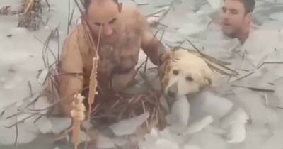 Испанские полицейские спасли пса, упавшего в ледяной водоем (видео)