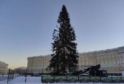 Жители Петербурга оценили новогоднюю ель из Ленобласти