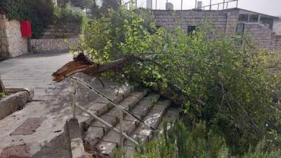 Буря в Израиле: ветер валит деревья, пострадала 70-летняя женщина - видео