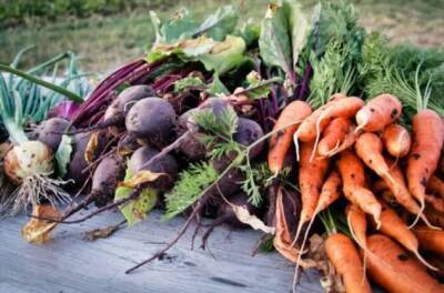 Нехитрый способ, как сохранить свеклу и морковь до следующего урожая, будто овощи только с грядки