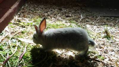 Пожирающих траву у здания парламента Австралии кроликов будут отстреливать