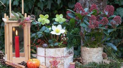 Скиммия - прекрасный подарок цветоводу на Новый год и Рождество