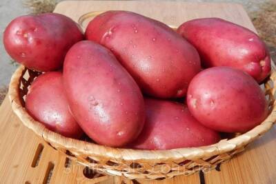В Костромской области подыскивают участки для разведения элитного семенного картофеля