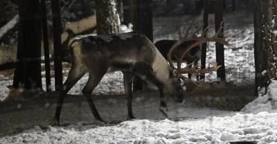 ФОТО. В Рижском зоопарке наступают Зимние ночи