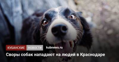 Своры собак нападают на людей в Краснодаре