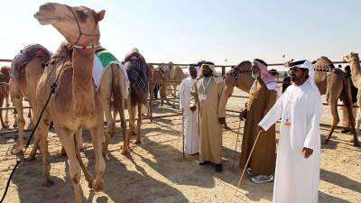 В Саудовской Аравии верблюдов выгнали с конкурса красоты из-за ботокса