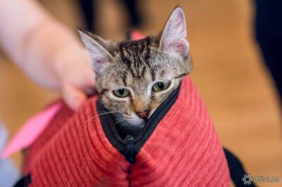 Правоохранители передали дело о пытках над котом Кузей в Северодвинске в суд