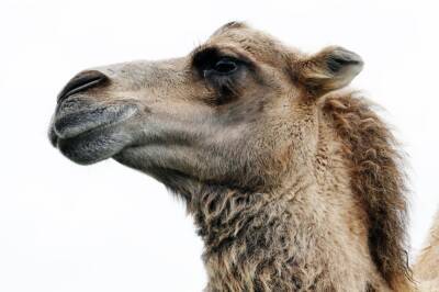 Инъекции ботокса стали причиной исключения верблюдов с конкурса красоты в Саудовской Аравии