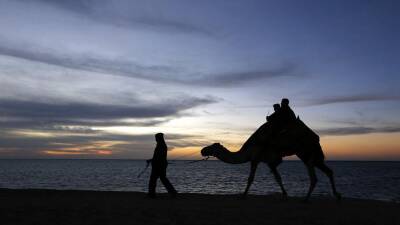Саудовская Аравия: десятки верблюдов исключили из конкурса красоты из-за ботокса