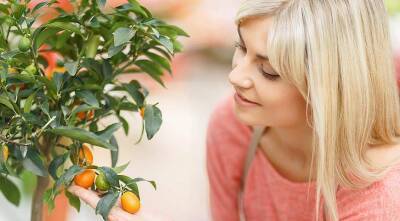 Как получить урожай апельсинов в квартире - skuke.net