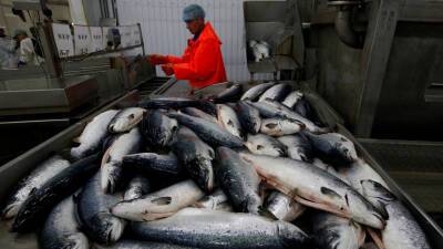 Экспорт рыбы из Мурманской области вырос на 12% за январь — ноябрь