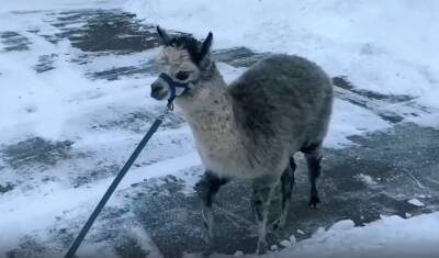 Альпака Шарлотка отрастила густую шубку, чтобы встретить свою первую зиму в Ленинградском зоопарке