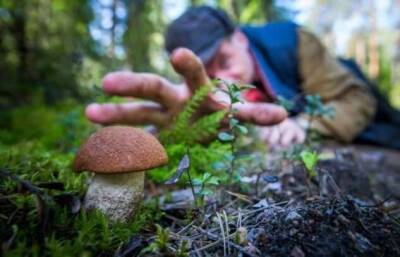 Как правильно собирать грибы, чтобы не нанести вреда грибнице