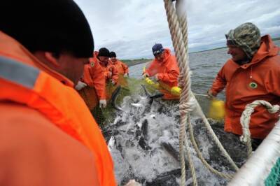 Вылов тихоокеанских лососей на 17% превысил прогнозную оценку - ВНИРО - interfax-russia.ru - Россия - Владивосток