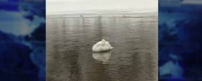 В Куйбышеве на реке Омь живёт одинокий лебедь