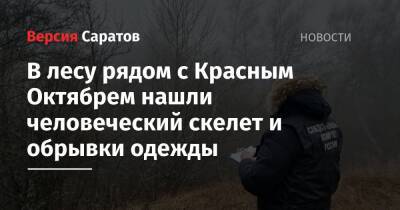 В лесу рядом с Красным Октябрем нашли человеческий скелет и обрывки одежды