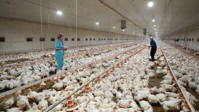 В Таджикистане увеличивается производство куриного мяса и яиц