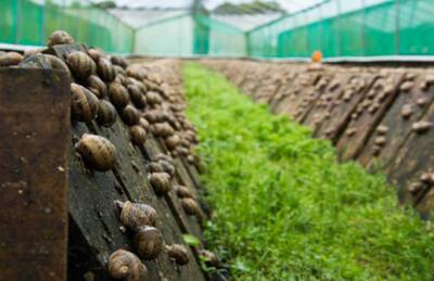 Производитель: COVID уничтожил 500 улиточных ферм в Украине