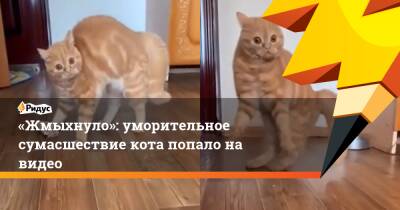 «Жмыхнуло»: уморительное сумасшествие кота попало на видео