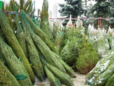 Стало известно, где можно купить елку в Челябинске