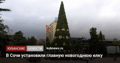 В Сочи установили главную новогоднюю елку